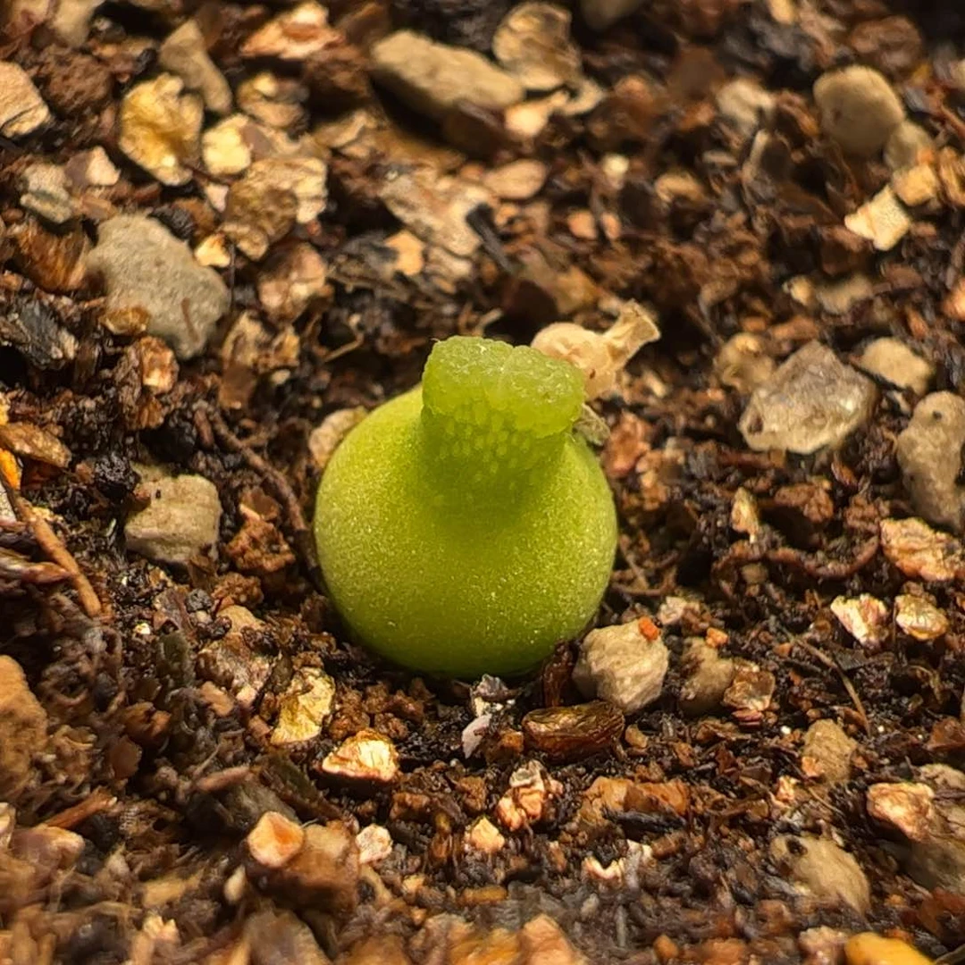 13多肉植物百科知识