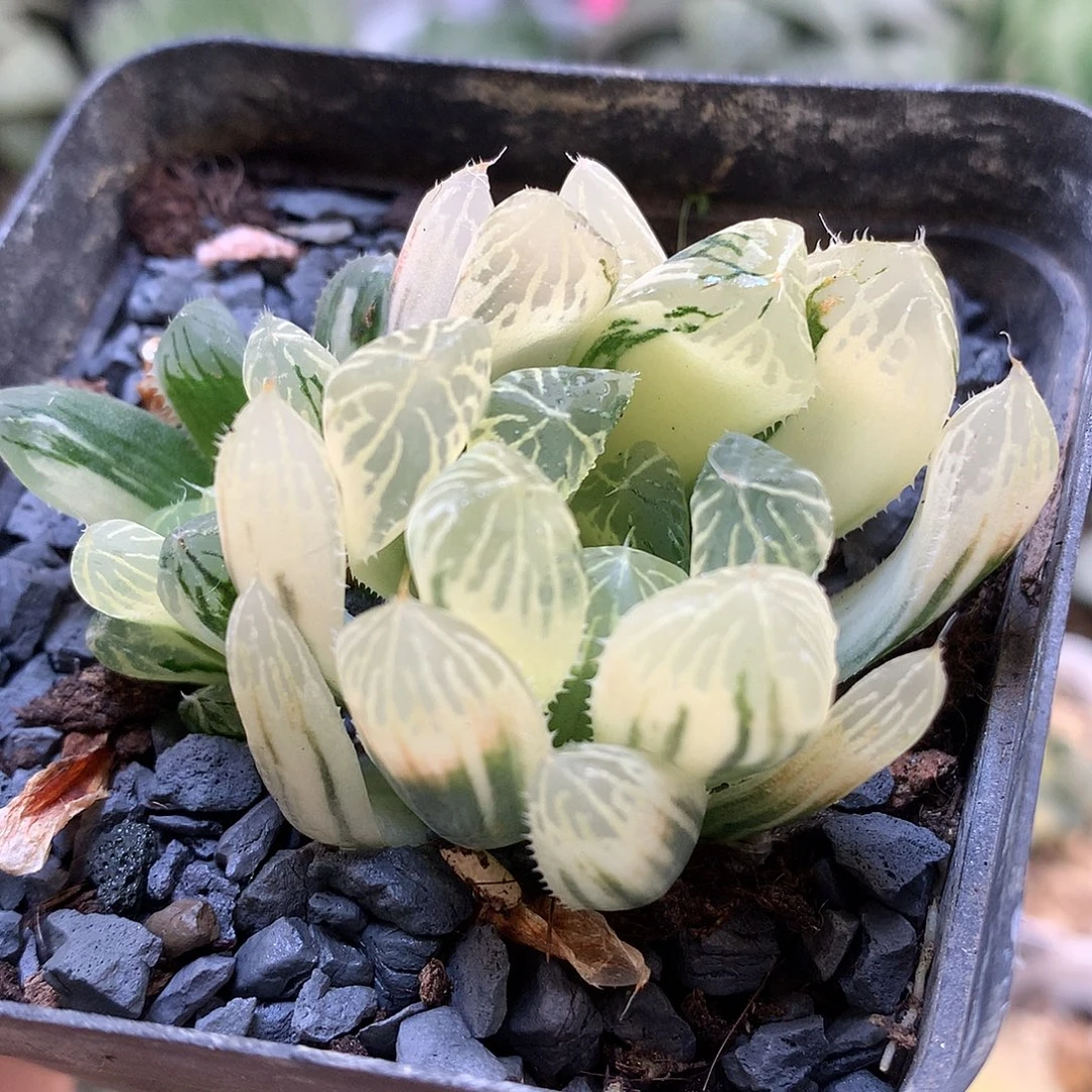 夏沫玉露锦带盆土发货won