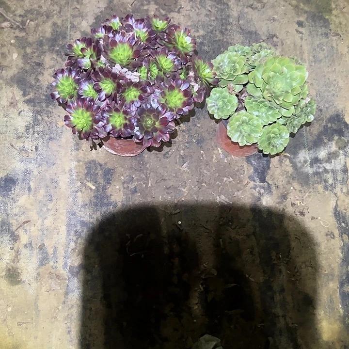 不包侧枝一物一拍33
