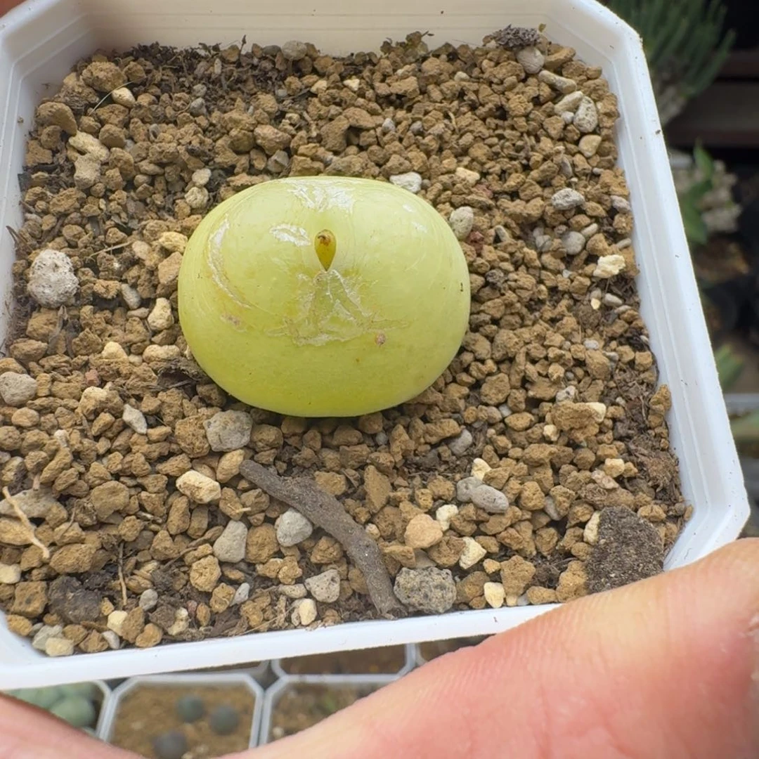 拉登2.7cm多肉。