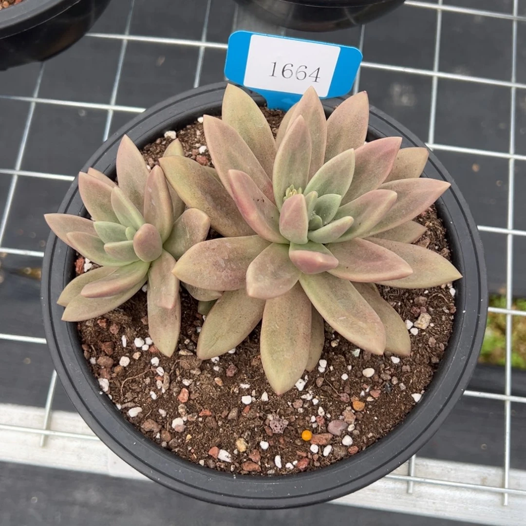 A**牛1664多肉多多多多多