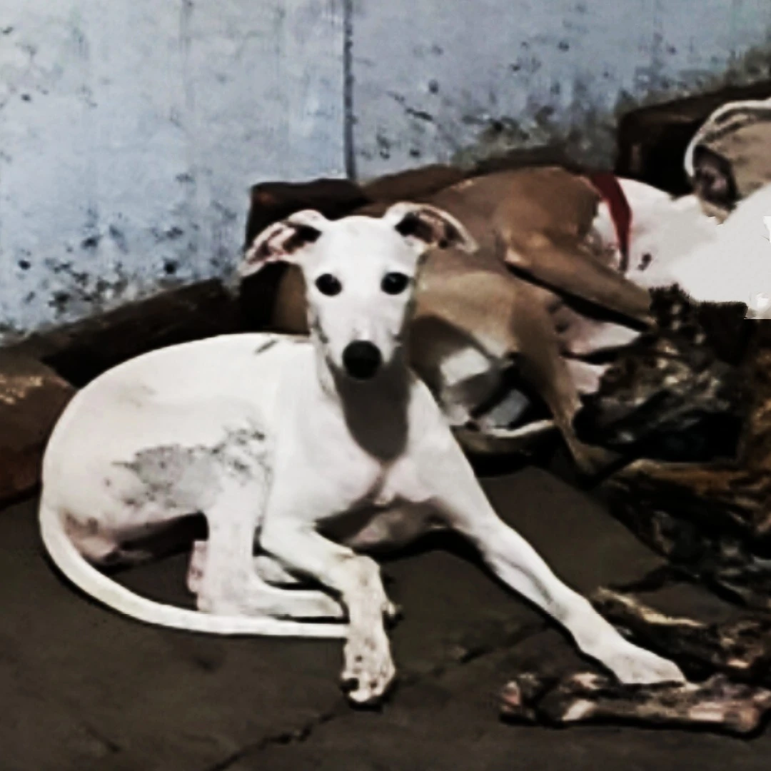 惠比特犬宠物级售卖
