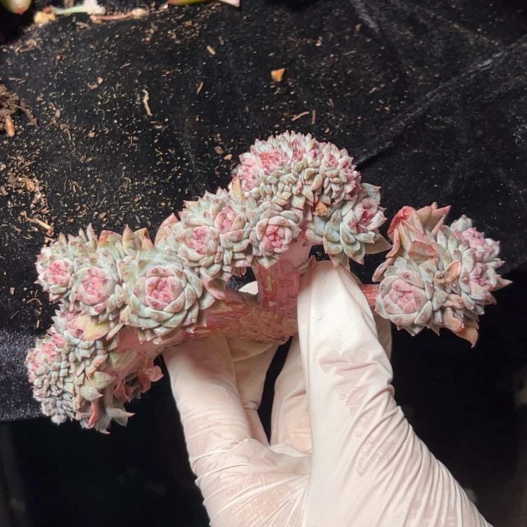 新年快乐 新年快乐