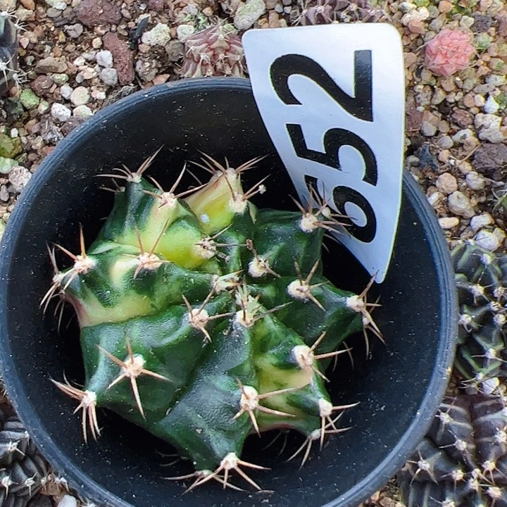 当前无花栽培后可以开花652