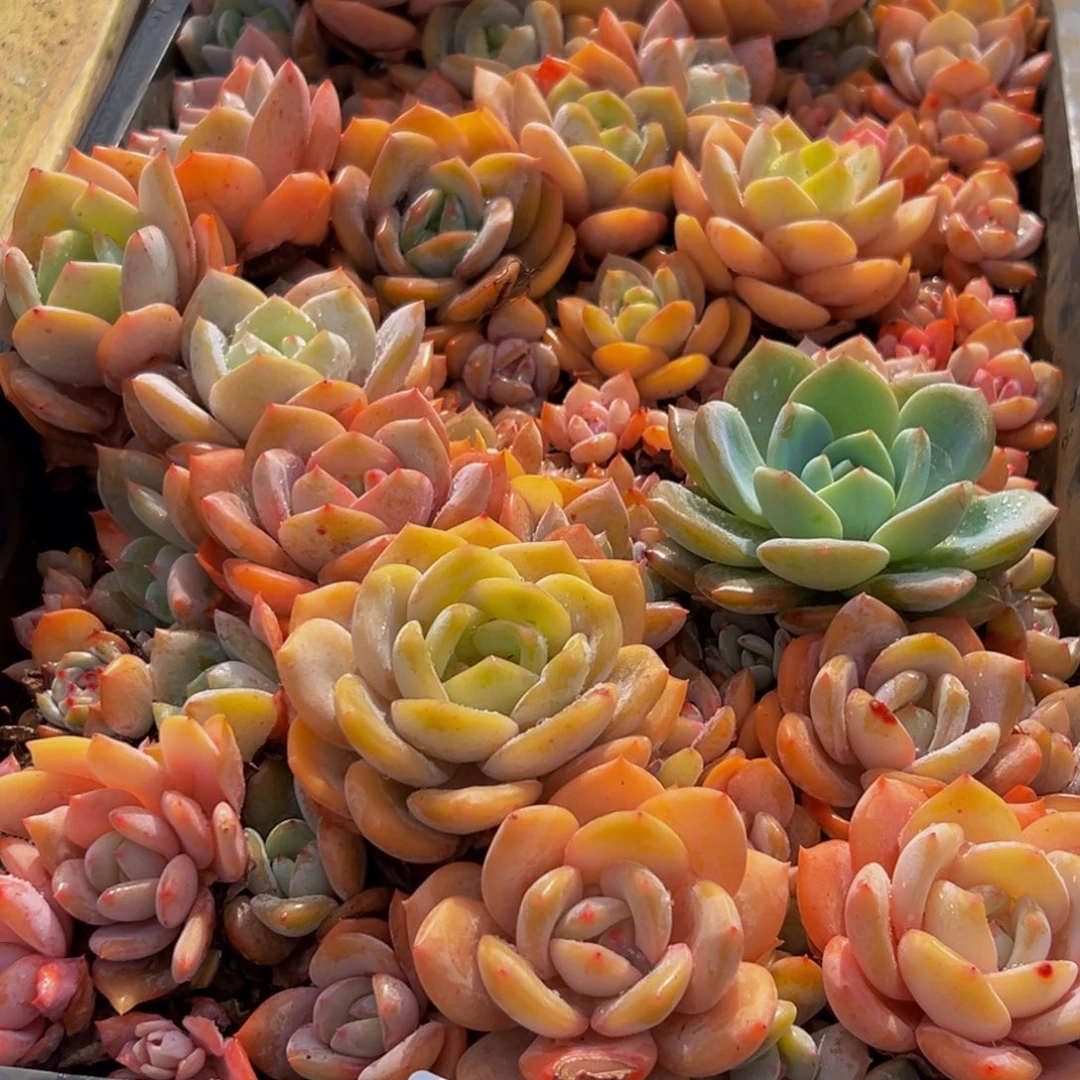 574多肉葡萄的味道是真的很好吃