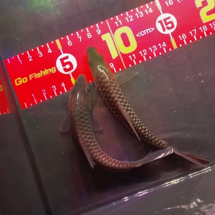 吉罗鱼10-15厘米盈江. 似野两条