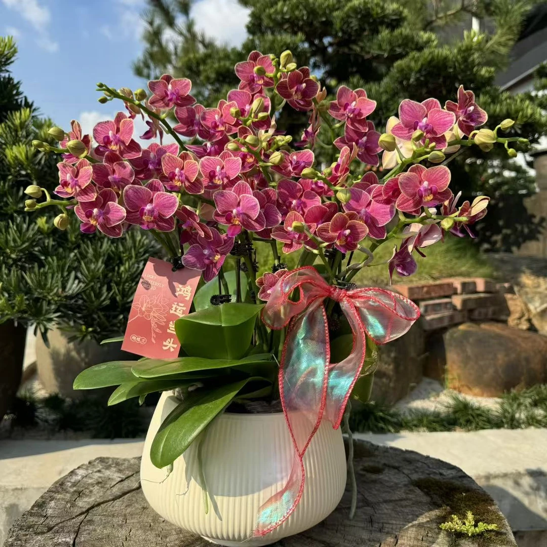 蝴蝶兰 《金边玲珑》红色系花花 红红火火 基地直发 花带花苞