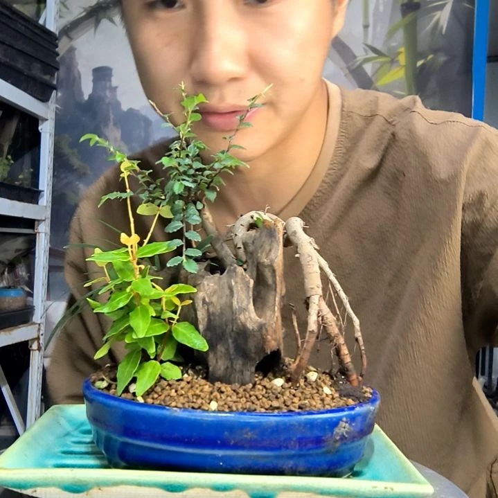 E***a中青园艺一物一拍178