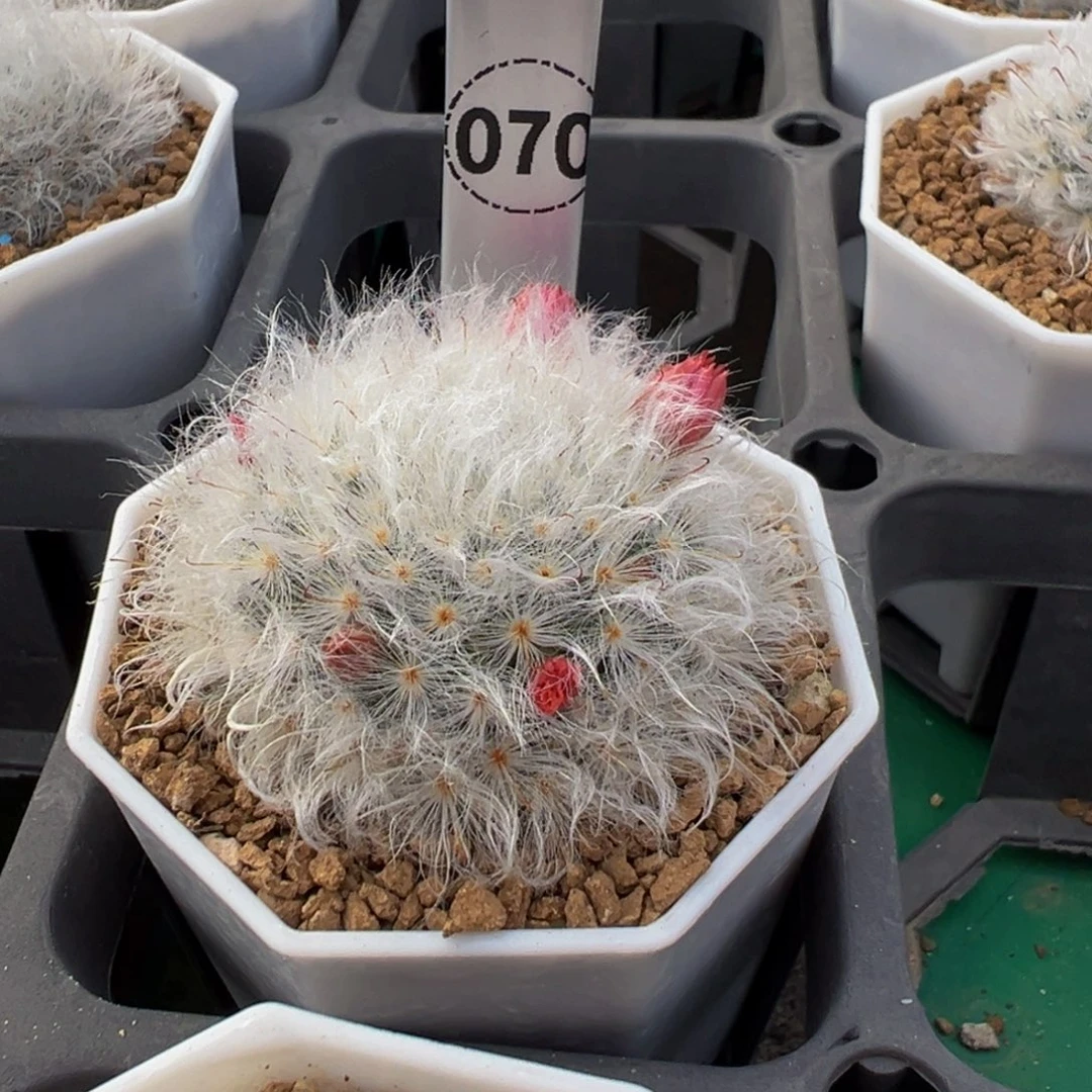 70实生根白云高砂多肉植物带盆土