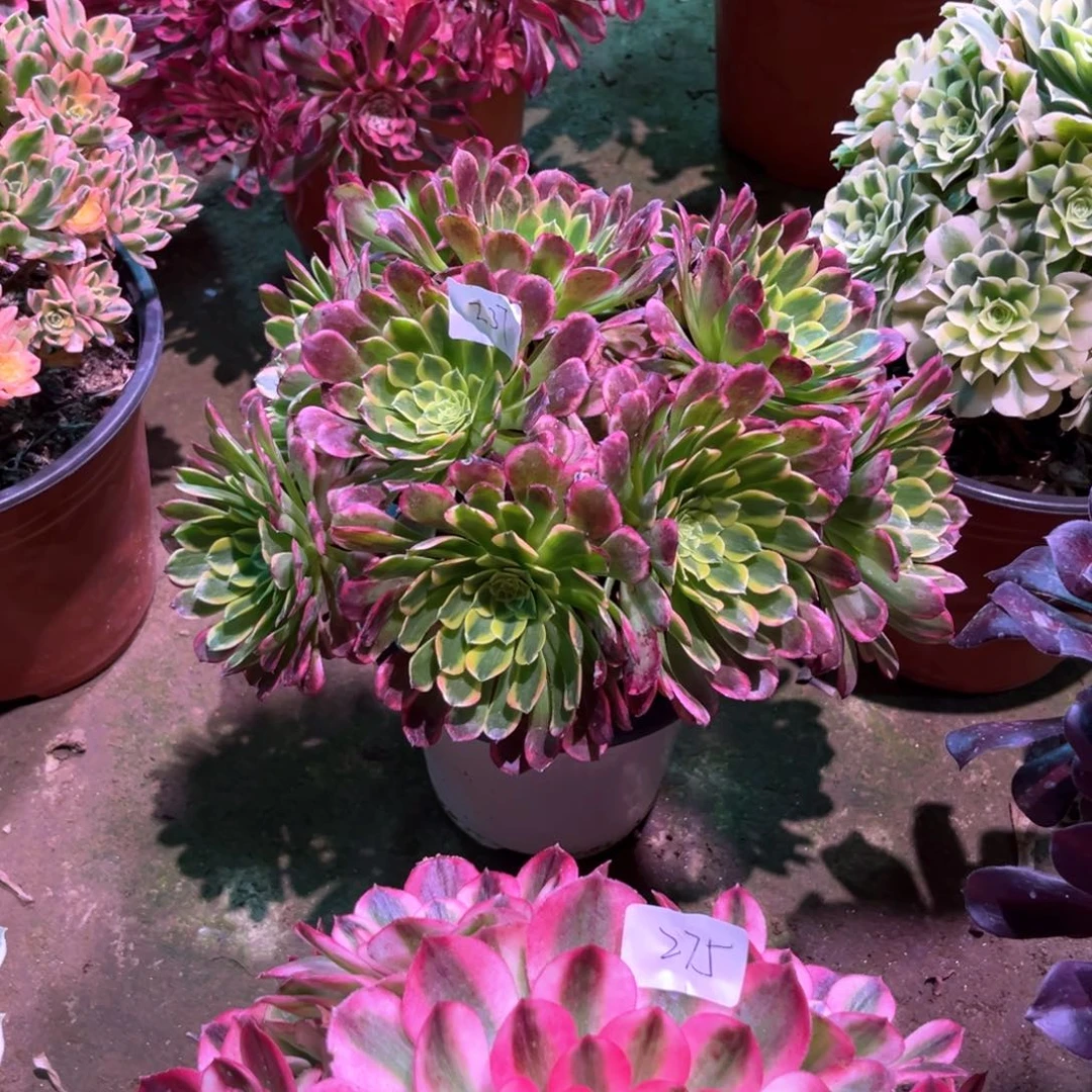 多肉植物朝霞237