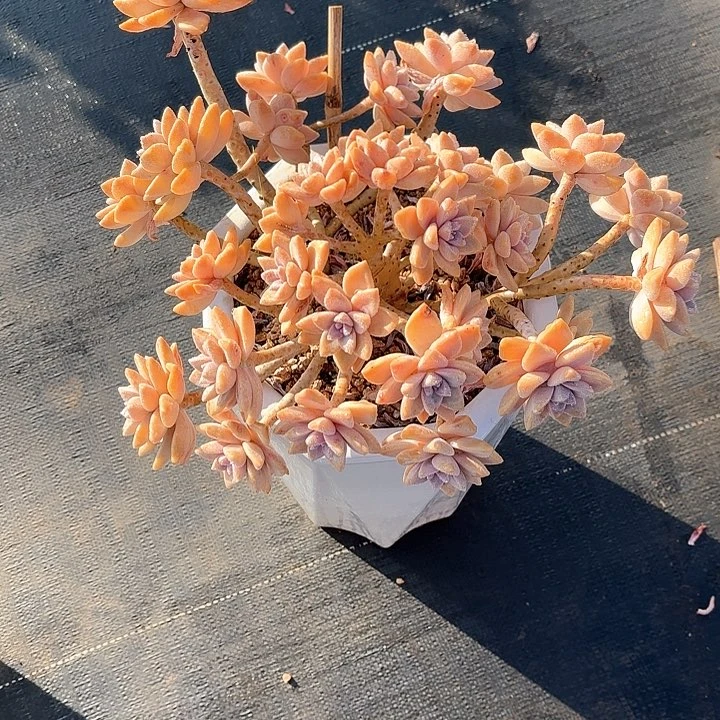 小*卫多肉植物，淡雪一颗