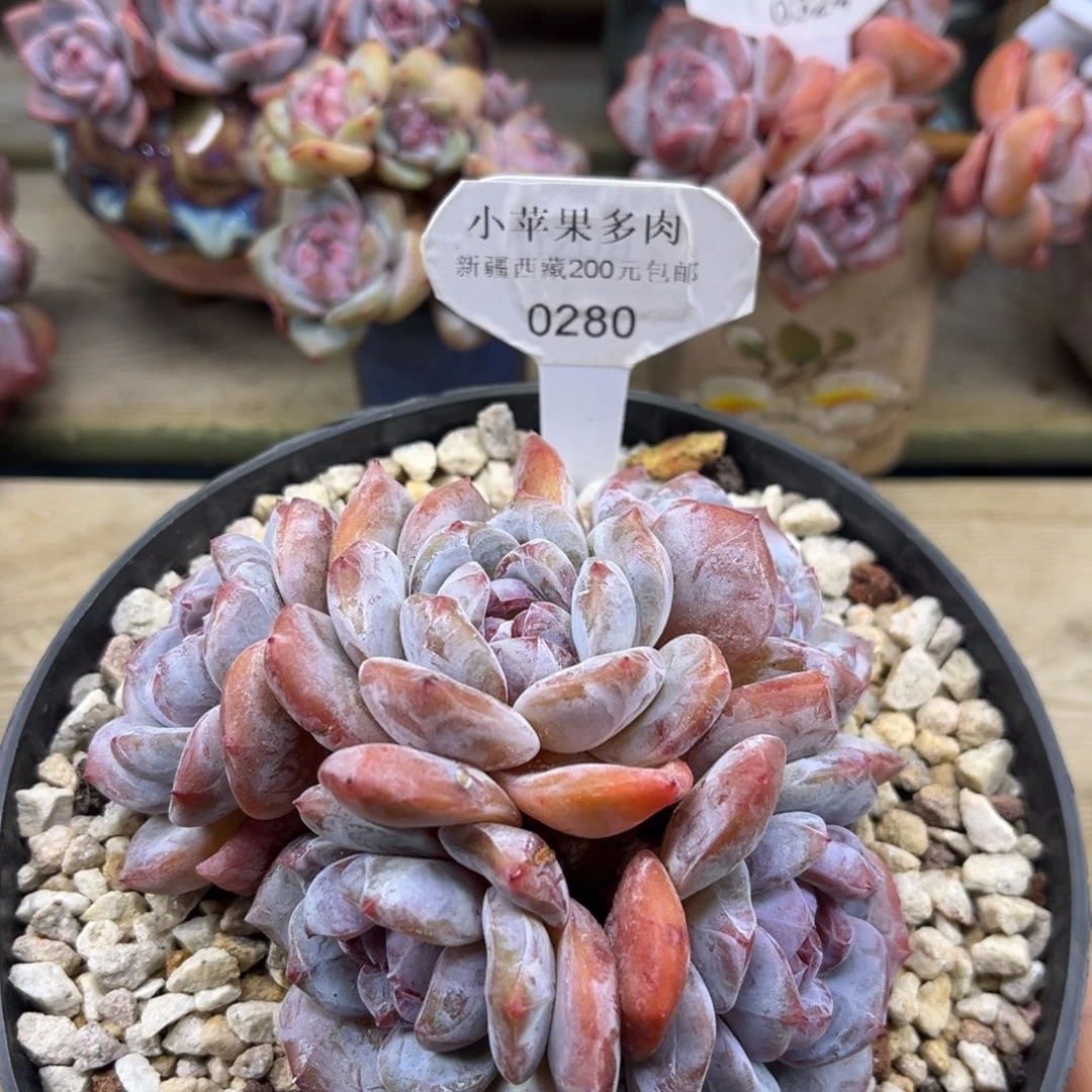 绿底紫心280/11cm5头