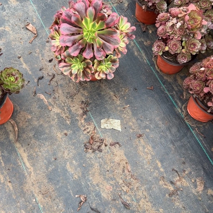 不包侧枝一物一拍147