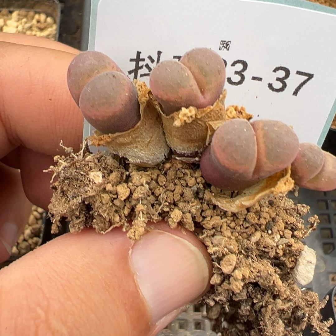 23-37肉锥多肉植物