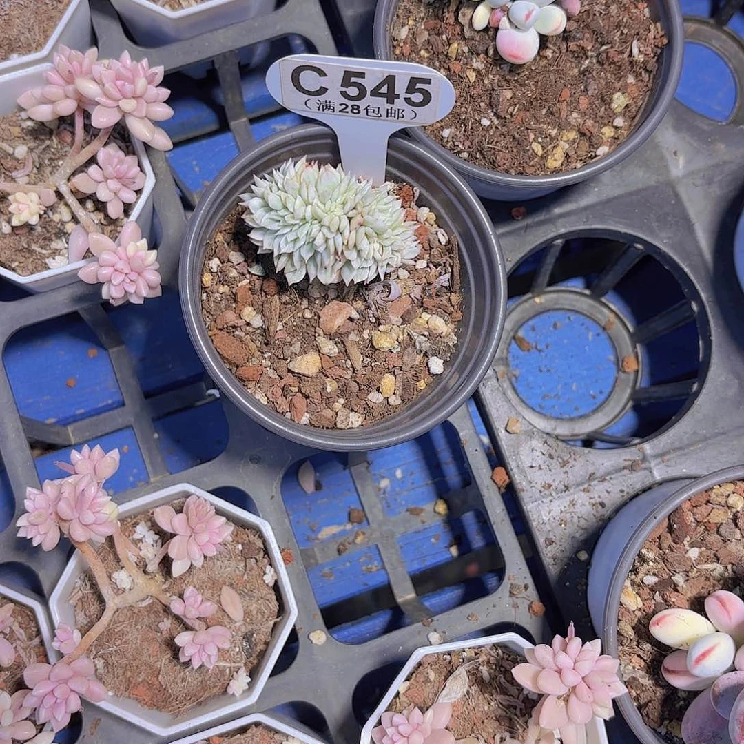 C545凤凰锦缀一物一拍