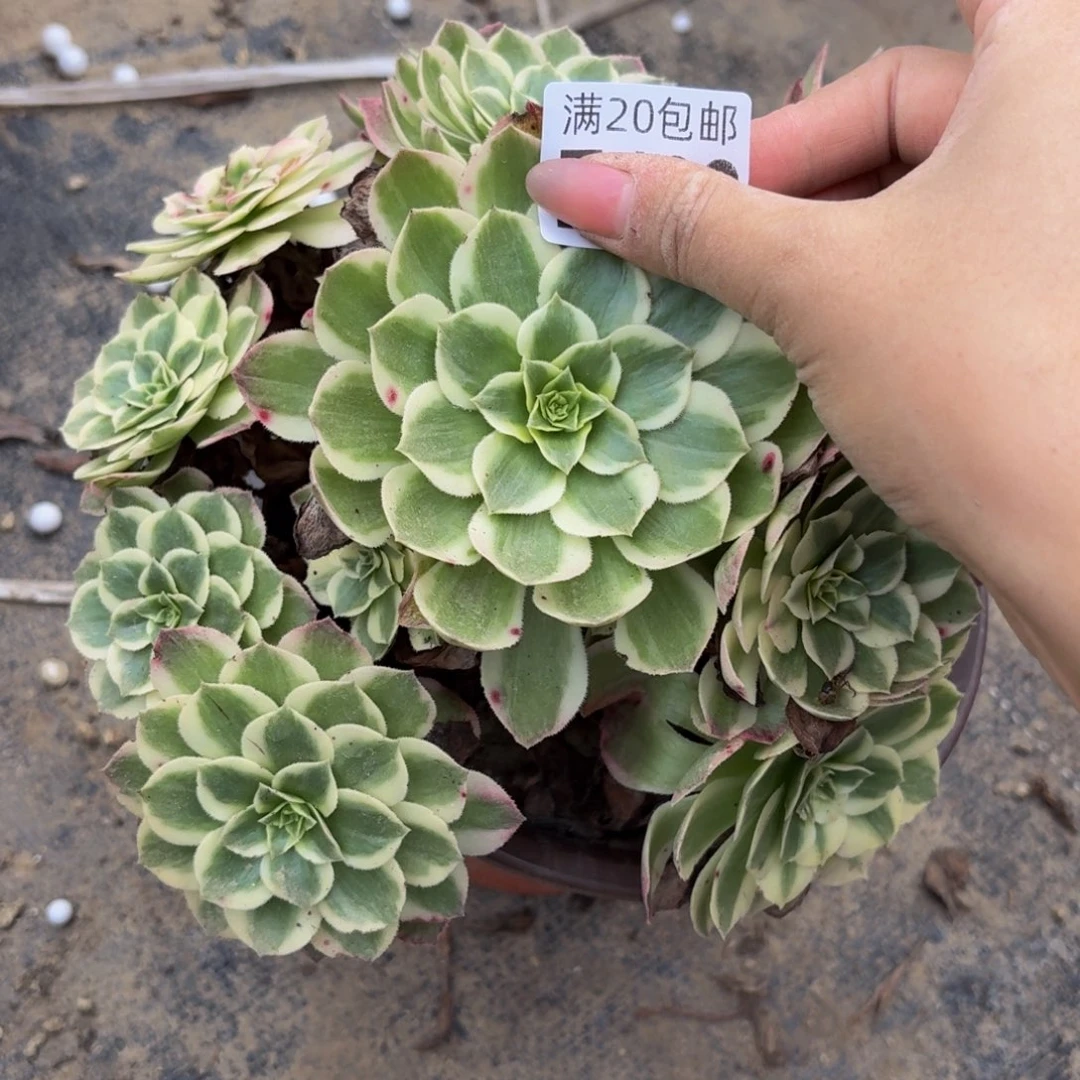 182多肉植物捧花的时候