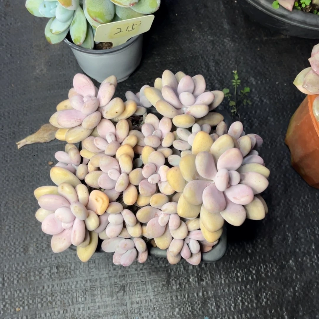 *️****小雨多肉一物桃蛋sun