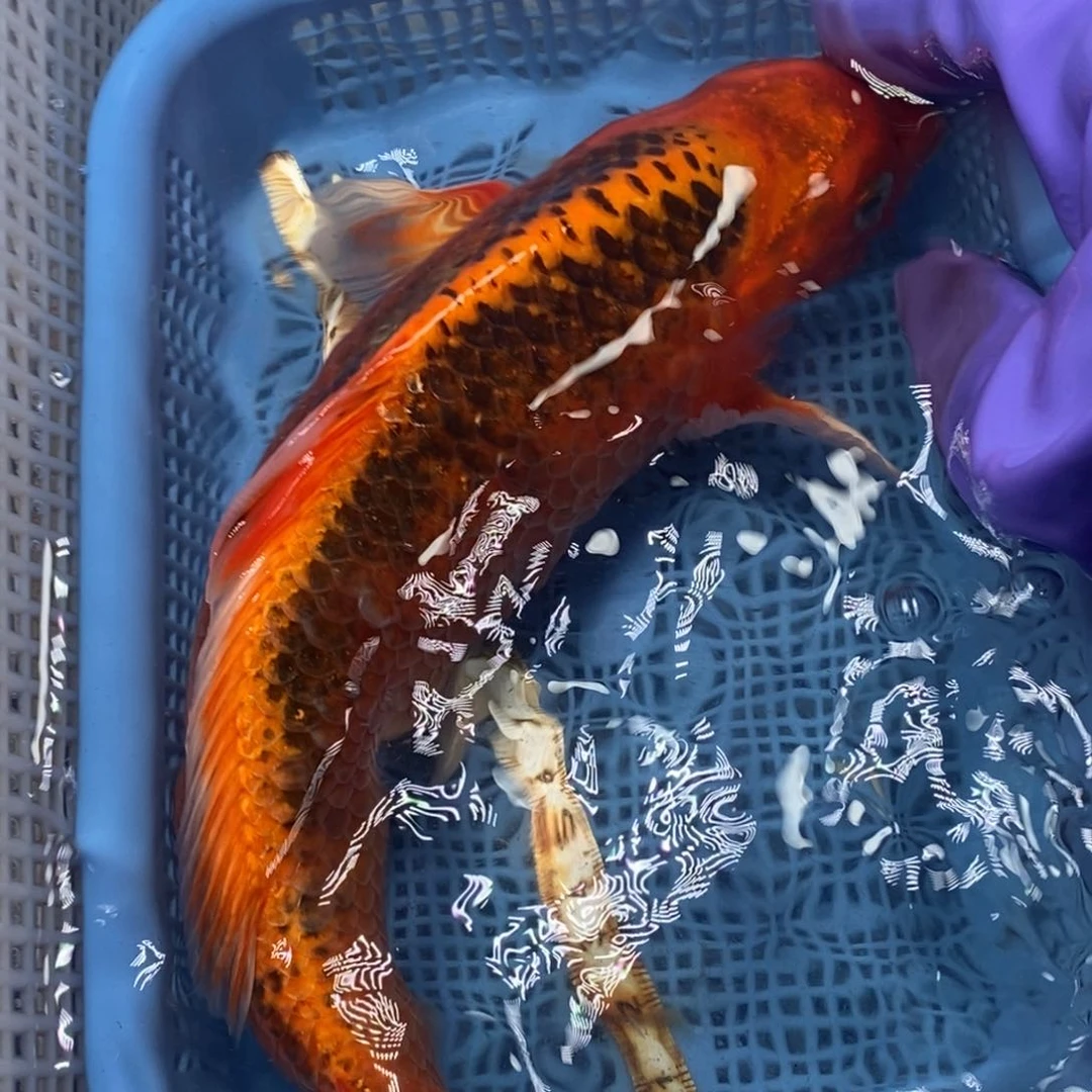 锦鲤冷水锦鲤包邮