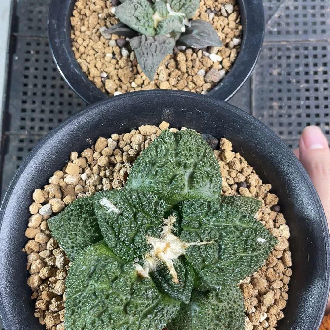 不*行31日1号实生哥斯拉加实生怒涛牡丹