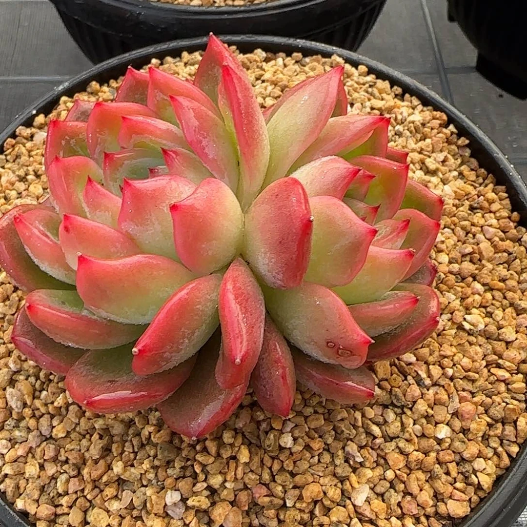 从前慢花园精选红鸾