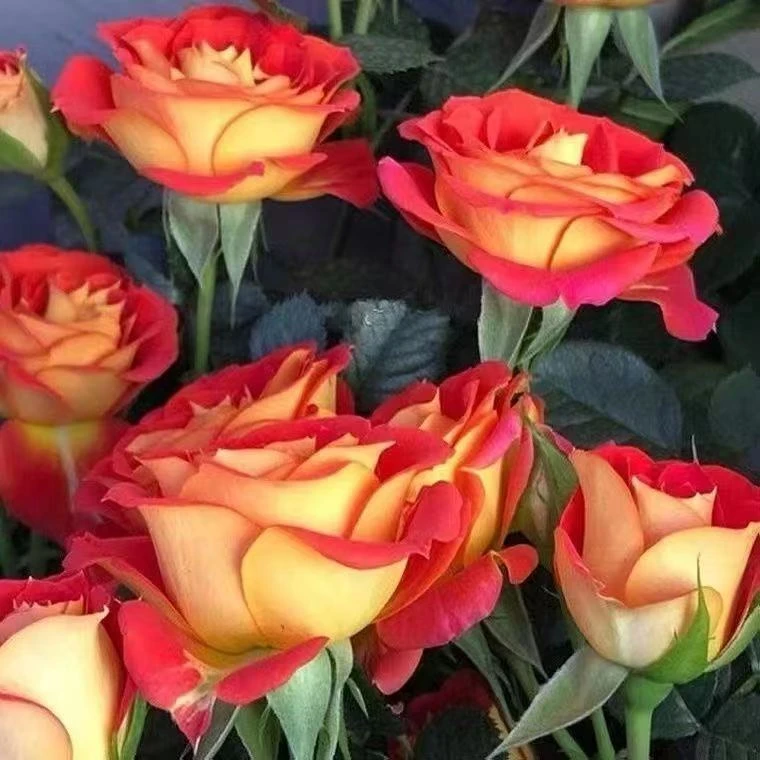 （不包售后）二乔玫瑰花阳台盆栽又叫双鱼座丰花多头四季开花特勤花