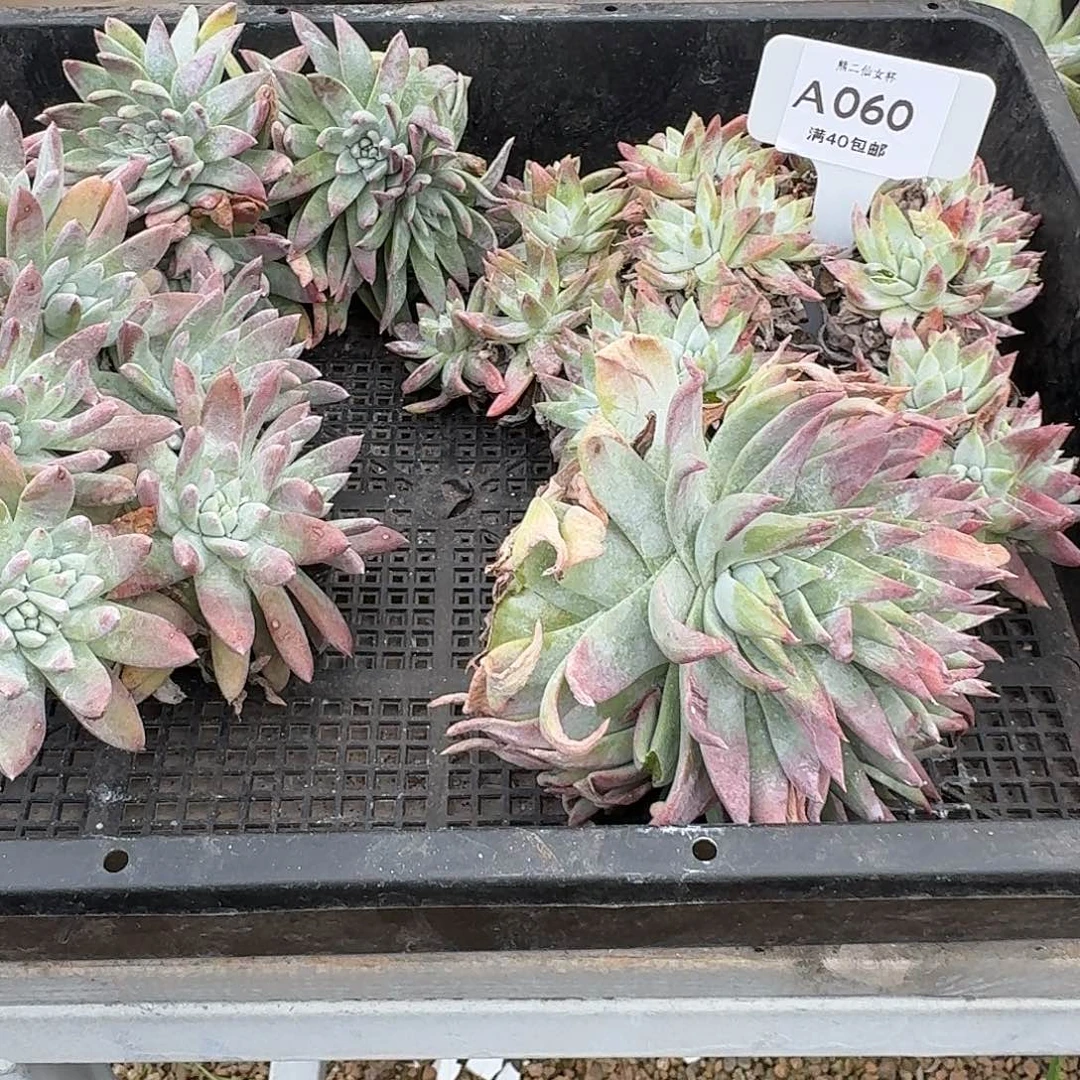 雨***多肉植物仙女杯A060