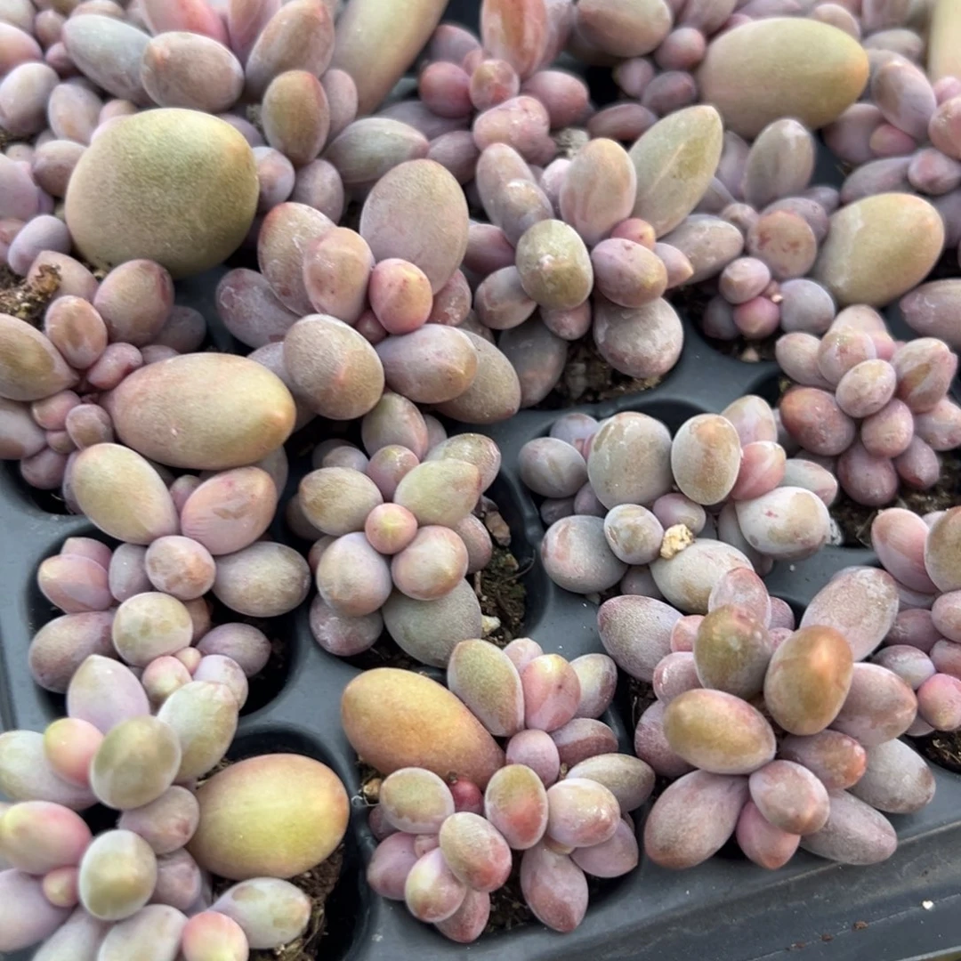 糖果奶酪 糖果美人群 到手3颗 量拍多肉