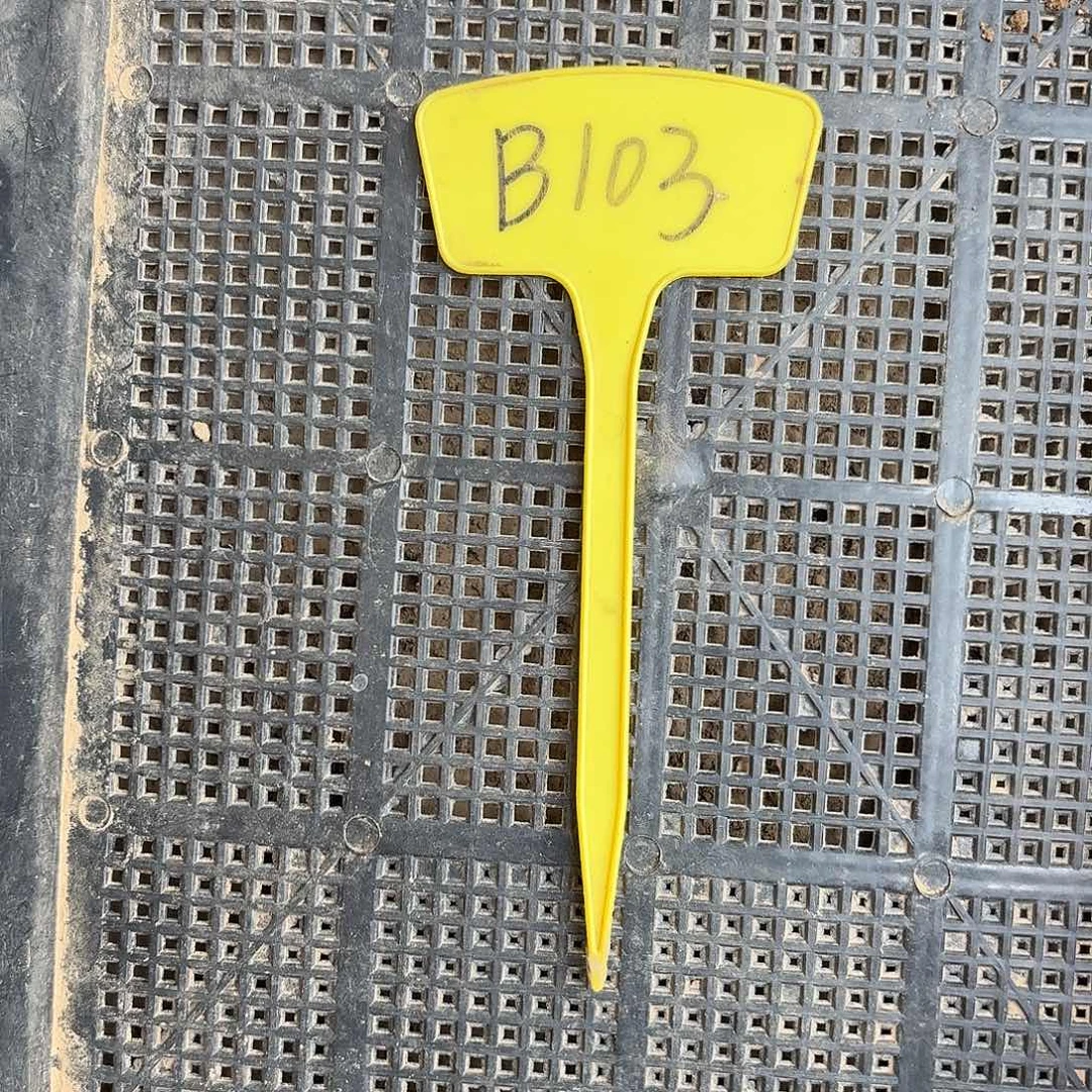 B103,混色4颗瑕疵歪头4cm