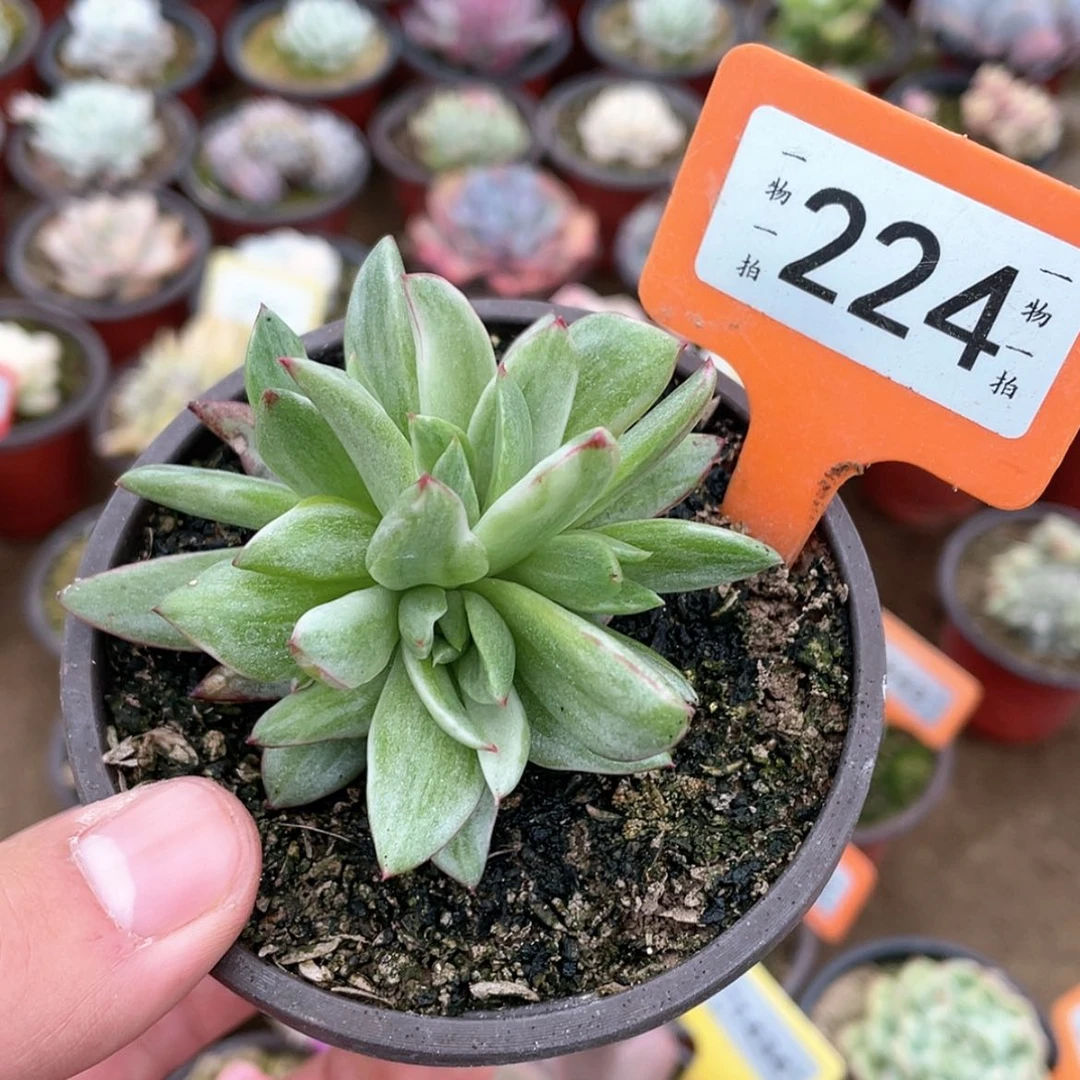 【闪购商品】224号