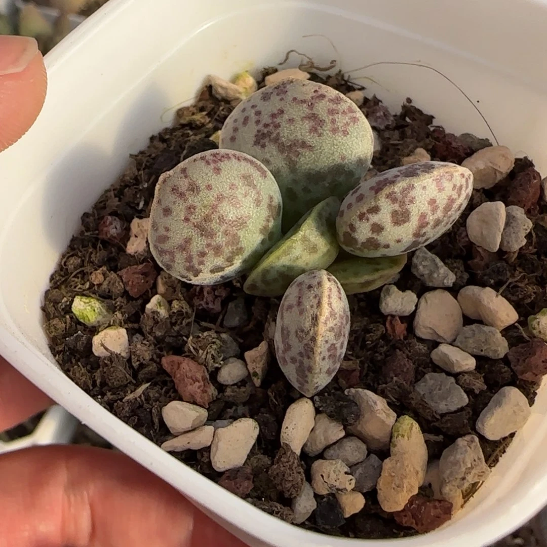 花蛋水泡多肉植物