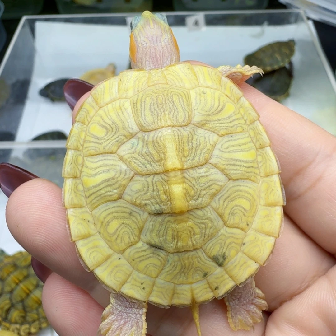 母巴西彩龟68元凡半代