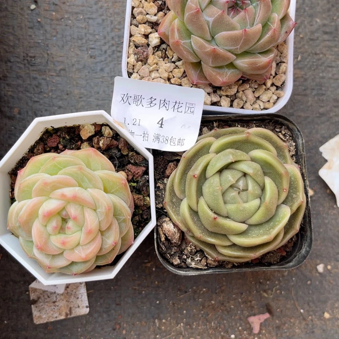 s*n1.21-4溏心三个111111