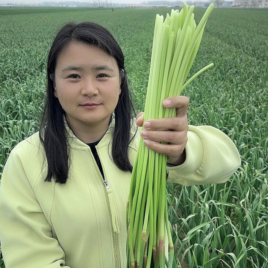 河南新鲜蒜台头茬脆嫩露天农家菜25年头茬应季蒜台新鲜采摘发出