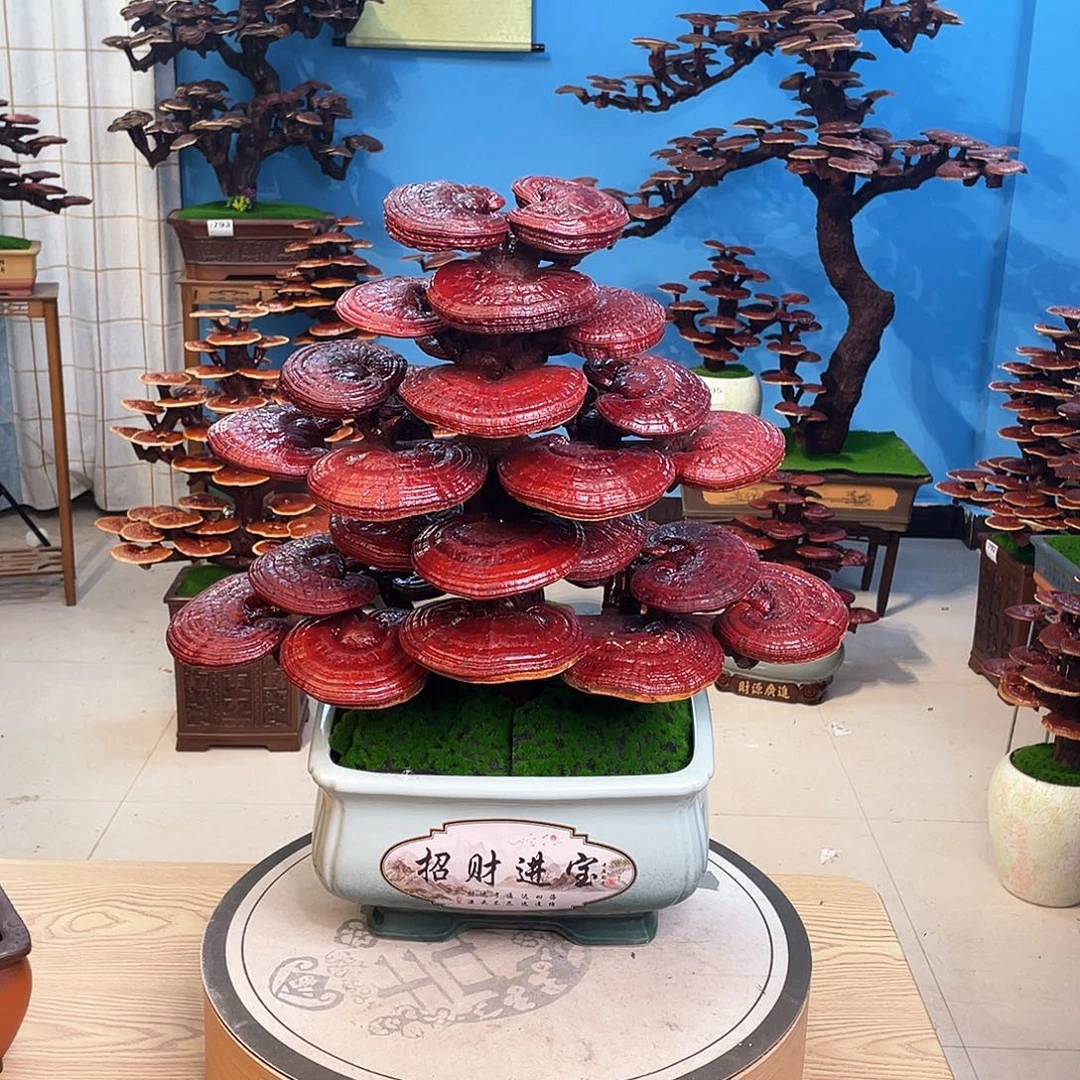 灵芝盆景88888888