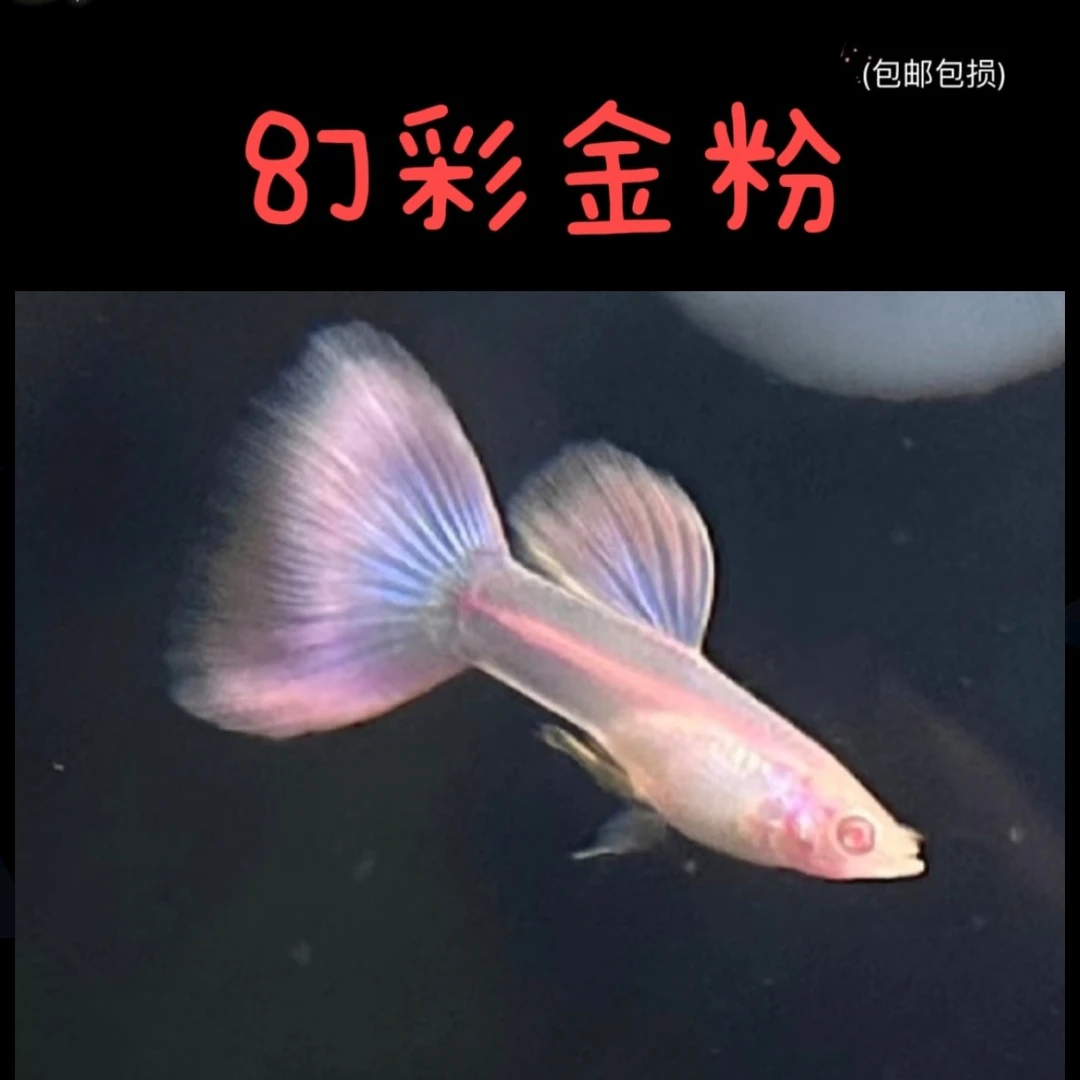 幻彩世家精品孔雀鱼 皮实好看耐活、小型胎生新奇宠物、活体.