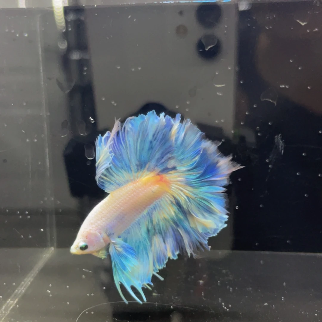 斗鱼哈哈啊哈哈哈哈226