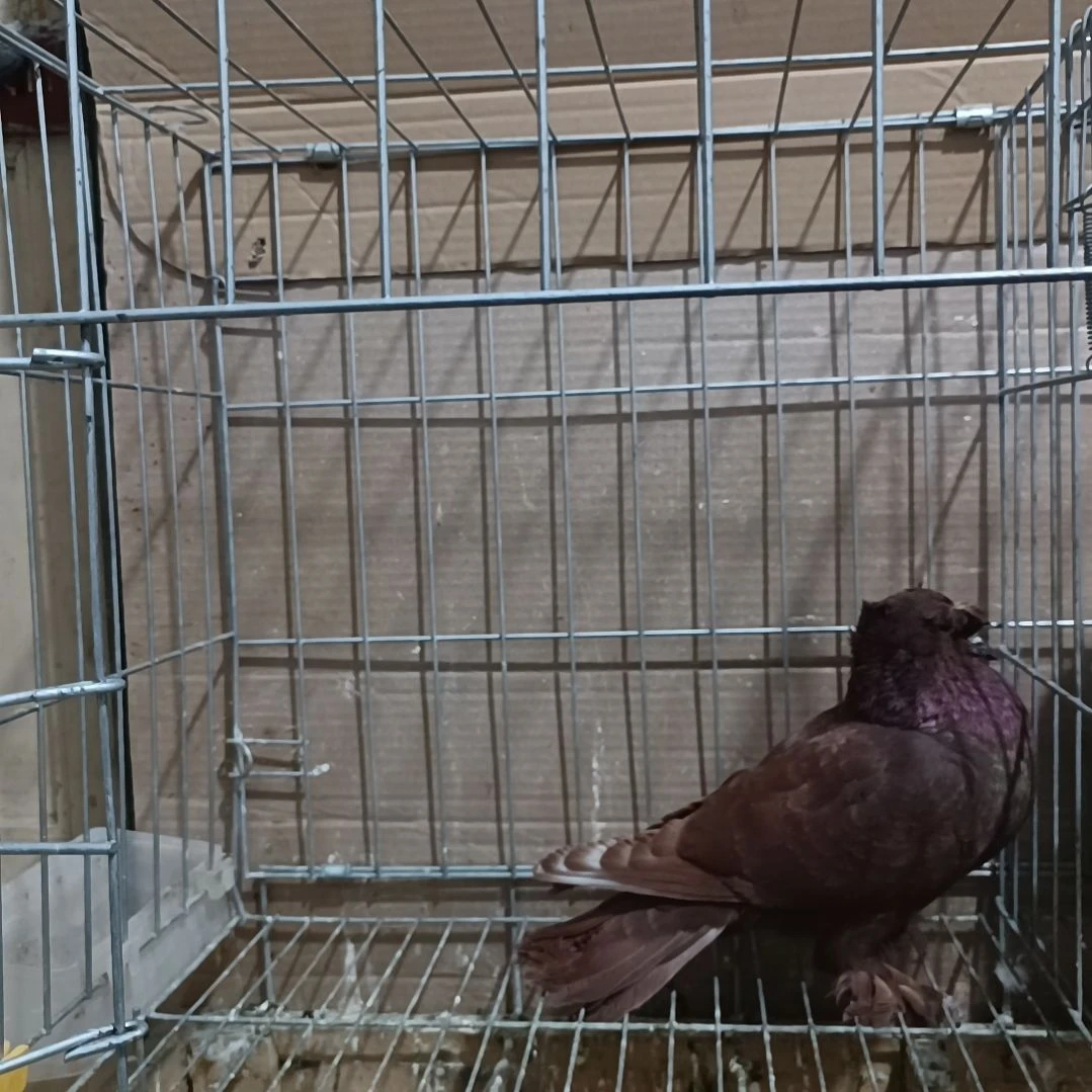 L***N2中国大陆包装鲜活一羽