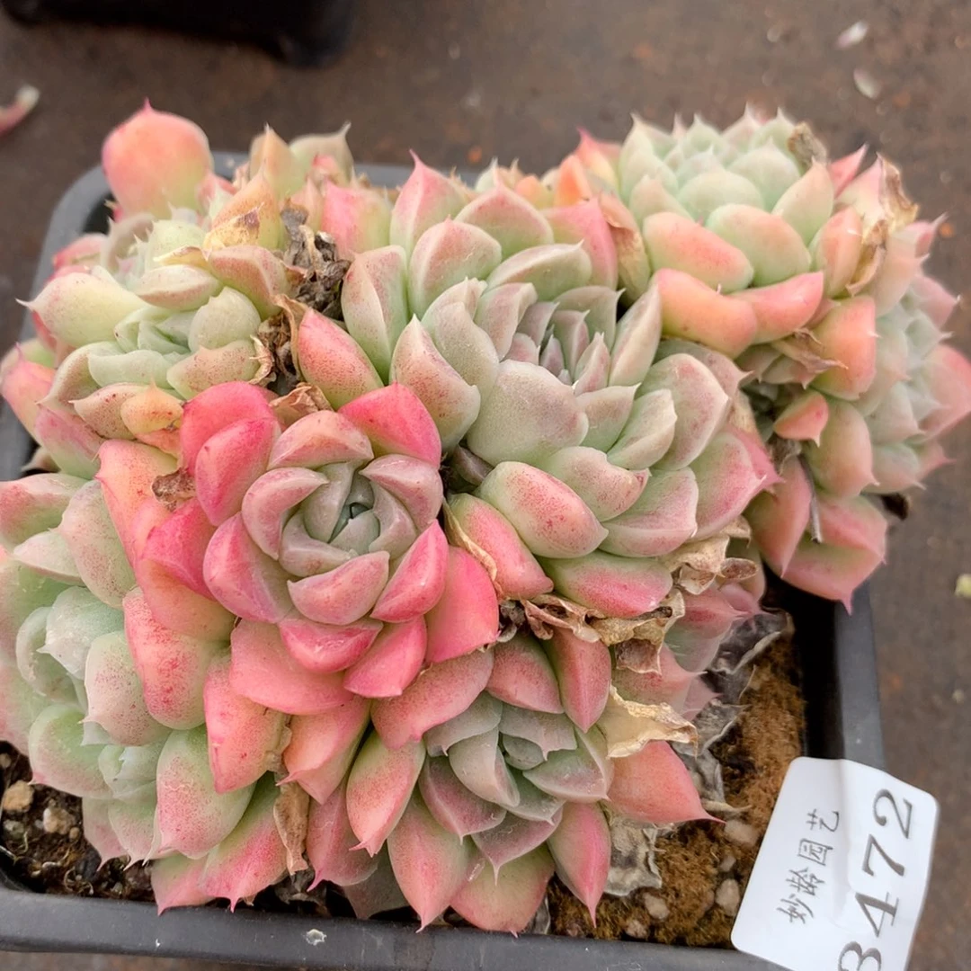 3472新年快乐发发发