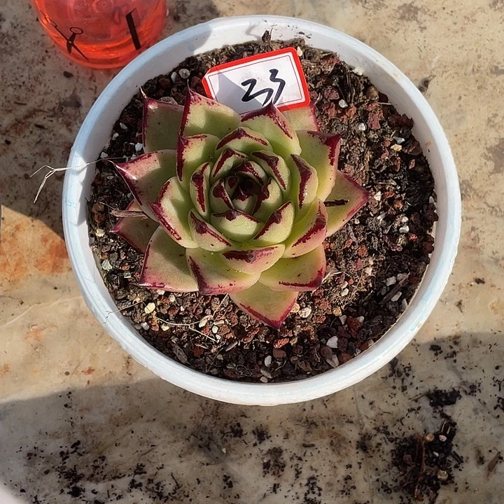 生***光33///////////////