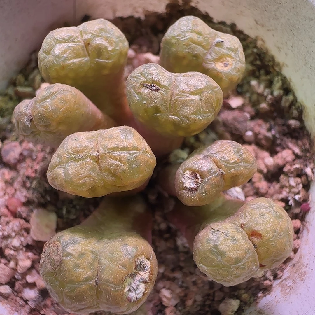 大降价福利来啦604