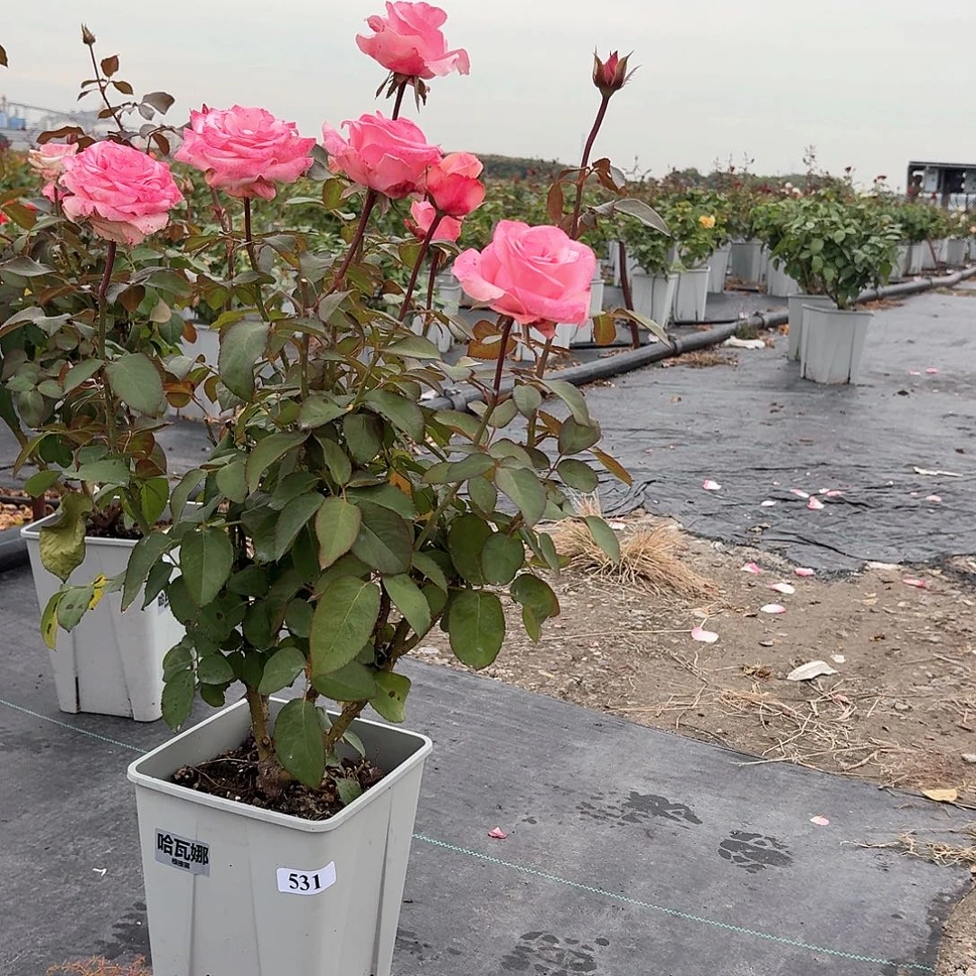 当前无花朵，栽培后可花朵531