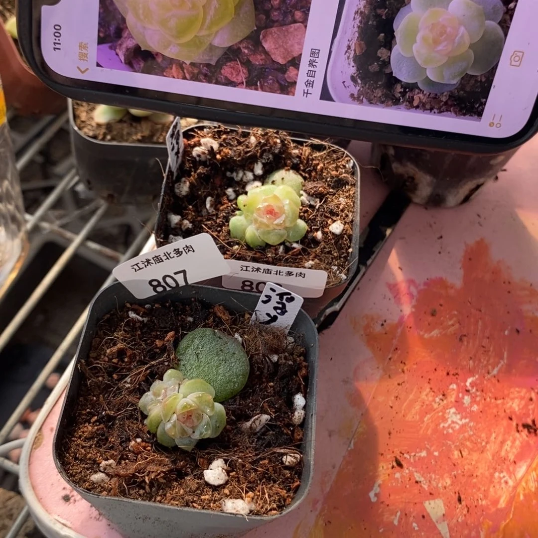 多****富标签807)808浮玉两颗多肉