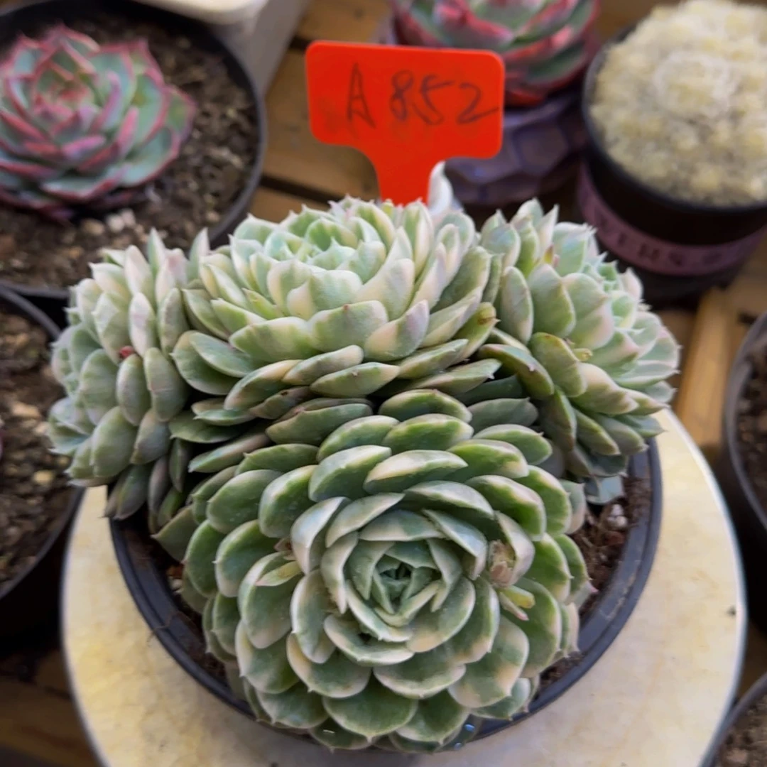 云南精品多肉852