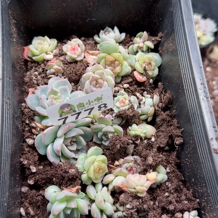 小*多肉植物多肉植物