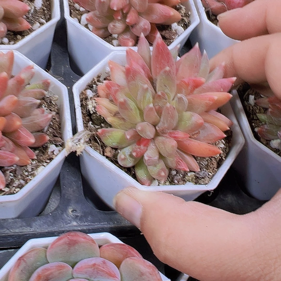 炫彩星群生19包邮多肉植物