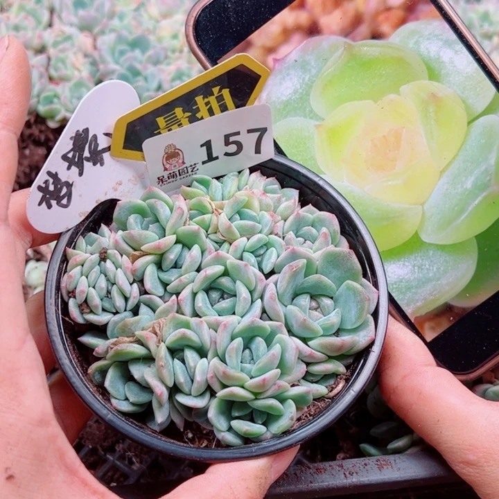 多肉植物多肉植物