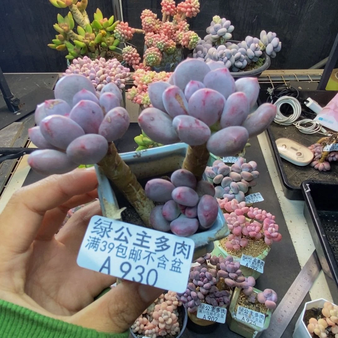 930仙子奶多肉6c m
