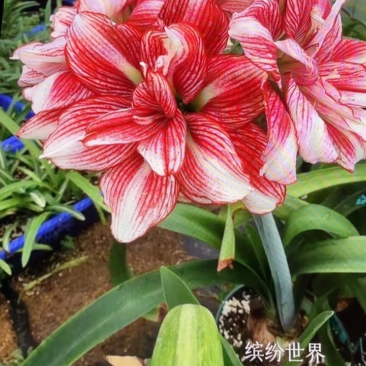 缤纷世界直径4-5厘米基地球