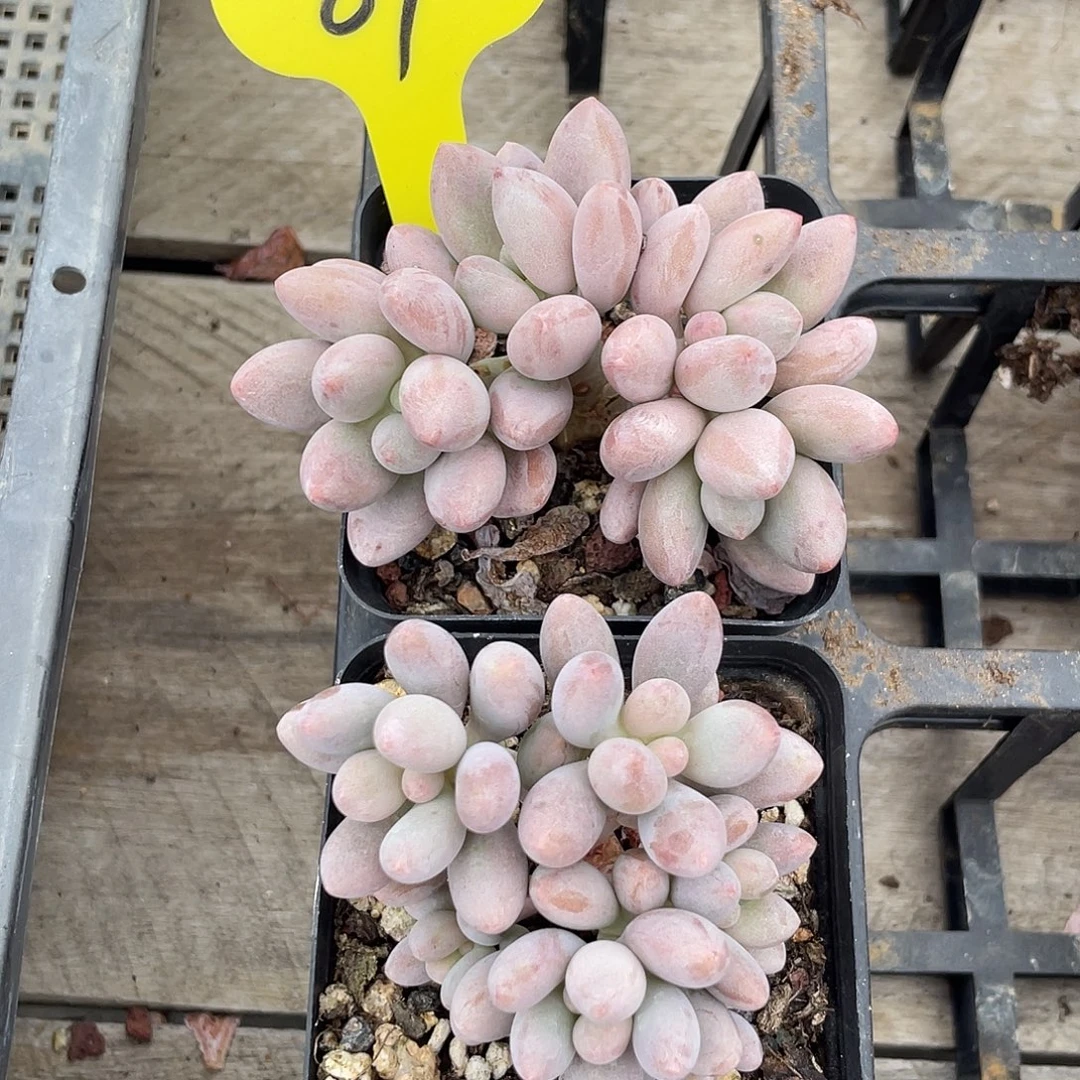 两盆橘子奶多肉植物89