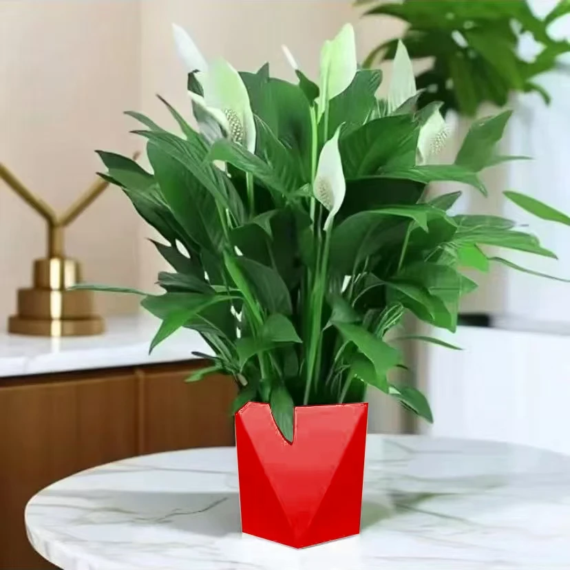 白掌一帆风顺送中国红菱形盆水培土培净化空气客厅办公室